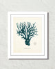Vintage Sea Coral Series Teal Plate 51 Print