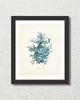 Vintage Sea Coral Series Teal Plate 6 Print