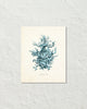 Vintage Sea Coral Series Teal Plate 6 Print