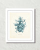 Vintage Sea Coral Series Teal Plate 6 Print