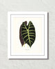 Vintage Tropical Leaf Alocasia No. 4 Botanical Print