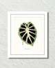 Vintage Tropical Leaf Alocasia No. 7 Botanical Print