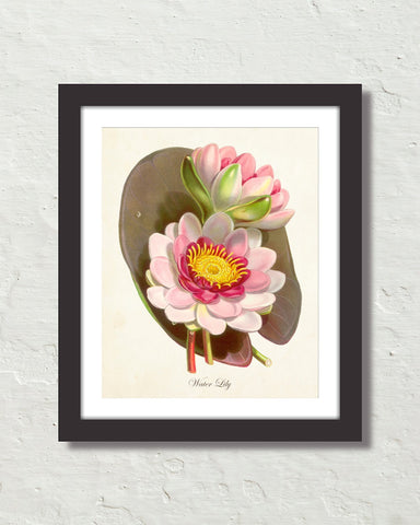 Vintage Water Lily Lotus Botanical Art Print