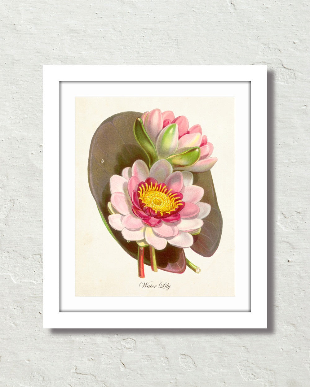 Vintage Water Lily Lotus Botanical Art Print – Belle Maison Art