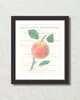 Vintage Apple Collage No. 4