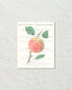 Vintage Apple Collage No. 4