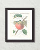 Vintage Apple Collage No. 2