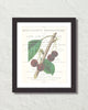 Vintage Cherry Collage No. 3