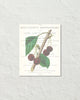 Vintage Cherry Collage No. 3