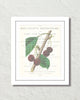 Vintage Cherry Collage No. 3