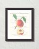 Vintage Peach Collage No. 1