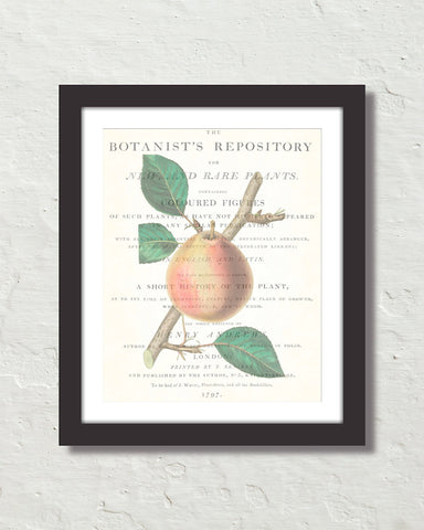 Vintage Pear Collage No. 3