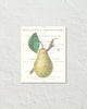 Vintage Pear Collage No. 2