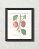 Vintage Plum Collage No. 6