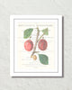 Vintage Plum Collage No. 6