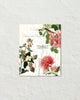 Spring Study Plate 1 Art Print