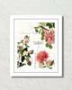 Spring Study Plate 1 Art Print