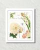 Spring Study Plate 2 Art Print