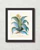 Aloe Americana Giclee Art Print