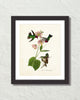 Vintage Audubon Anna'S Hummingbird Bird Art Print