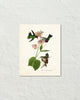 Vintage Audubon Anna'S Hummingbird Bird Art Print