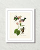 Vintage Audubon Anna'S Hummingbird Bird Art Print