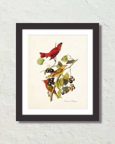 Vintage Audubon Summer Tanager Bird Art Print