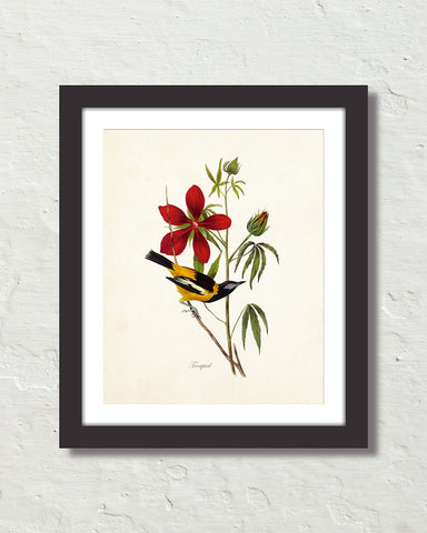 Vintage Audubon Troupial Bird Art Print