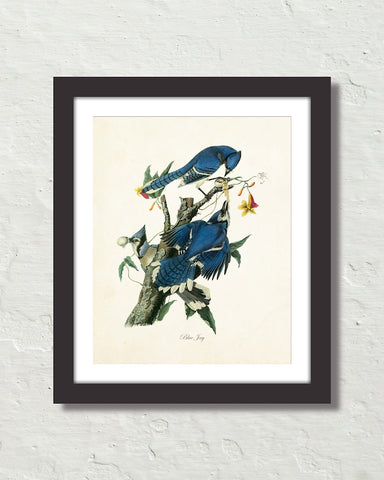 Vintage Audubon Blue Jay Bird Art Print