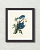 Vintage Audubon Blue Jay Bird Art Print