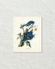 Vintage Audubon Blue Jay Bird Art Print