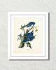 Vintage Audubon Blue Jay Bird Art Print