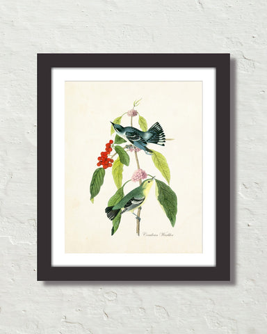 Vintage Audubon Cerulean Warbler Bird Art Print