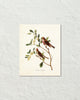 Vintage Audubon Common Redpoll Bird Art Print