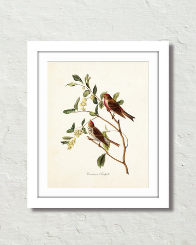 Vintage Audubon Common Redpoll Bird Art Print
