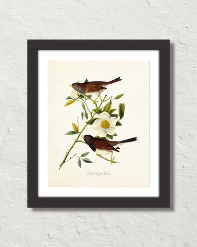 Vintage Audubon Dark Eyed Junco Bird Art Print