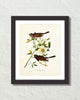 Vintage Audubon Dark Eyed Junco Bird Art Print