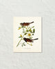 Vintage Audubon Dark Eyed Junco Bird Art Print