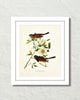 Vintage Audubon Dark Eyed Junco Bird Art Print
