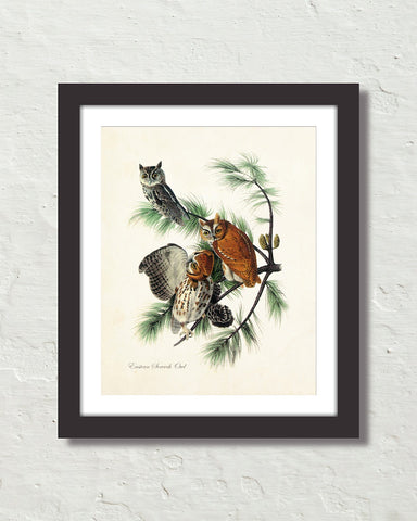 Vintage Audubon Eastern Screech Owl Bird Art Print