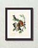 Vintage Audubon Eastern Screech Owl Bird Art Print