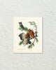 Vintage Audubon Eastern Screech Owl Bird Art Print