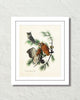 Vintage Audubon Eastern Screech Owl Bird Art Print