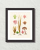 French Seaweed No. 35 Art Print