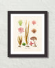 French Seaweed No. 35 Art Print