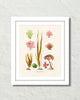 French Seaweed No. 35 Art Print