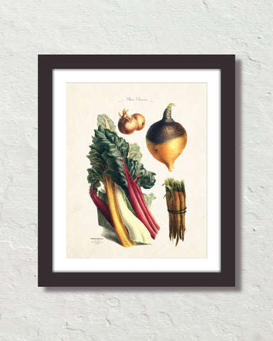 Antique French Vegetable No. 13 Botanical Print