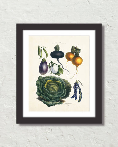 Antique French Vegetable No. 21 Botanical Print