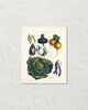 Antique French Vegetable No. 21 Botanical Print