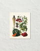 Antique French Vegetable No. 30 Botanical Print